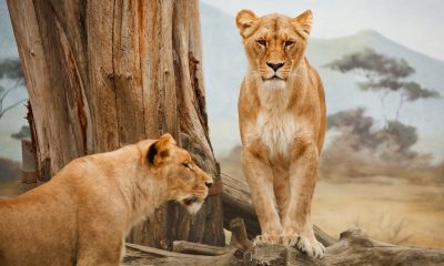 Spectacular Serengeti Safaris For Every Budget