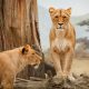 Spectacular Serengeti Safaris For Every Budget