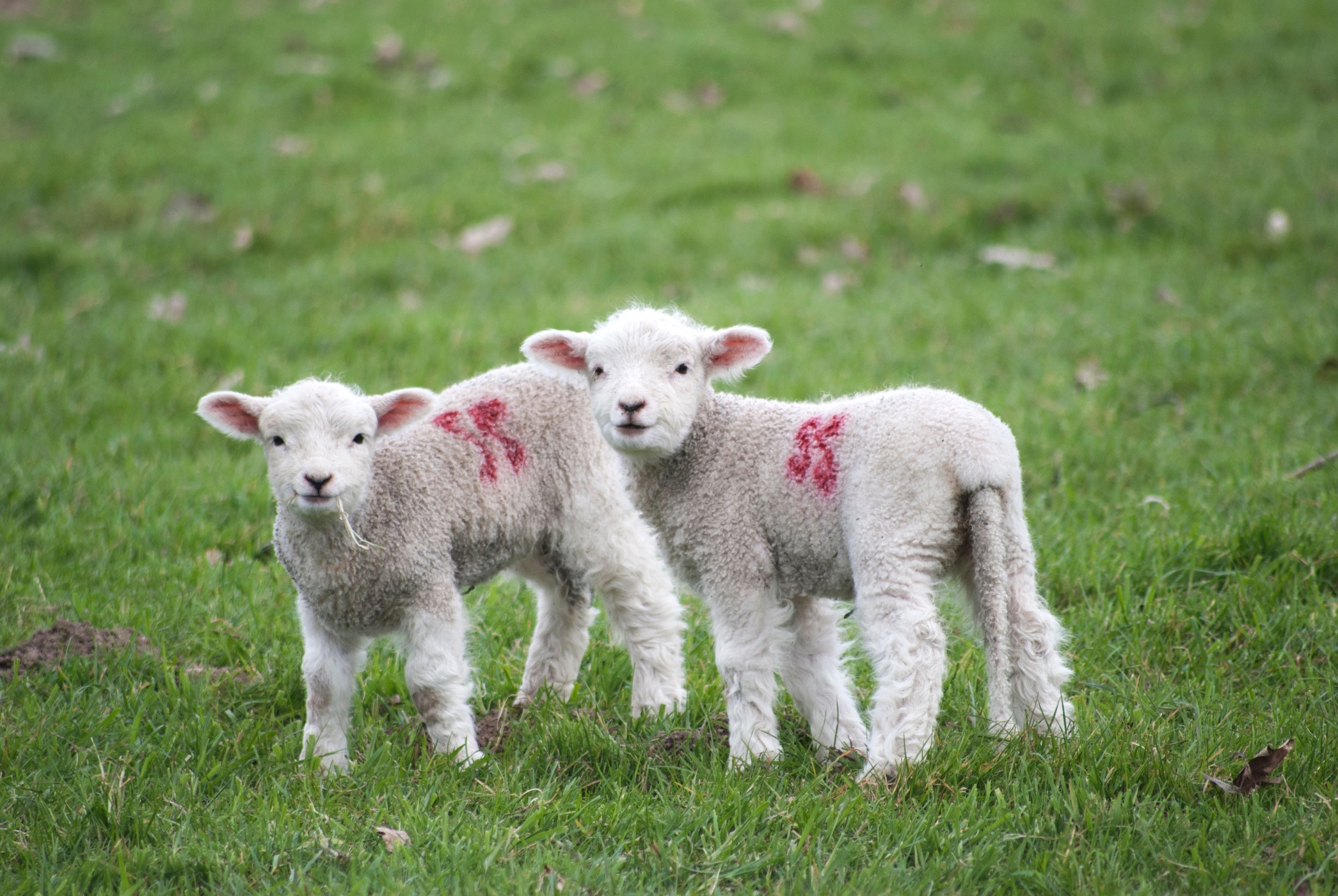 Five things to do this February half term in Hertfordshire