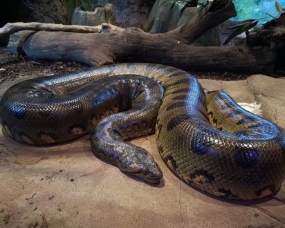 Hertfordshire's Paradise Wildlife Park
