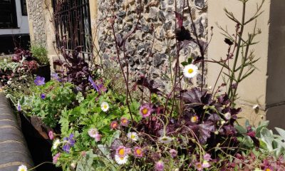 St Albans City Centre Pollinator Project