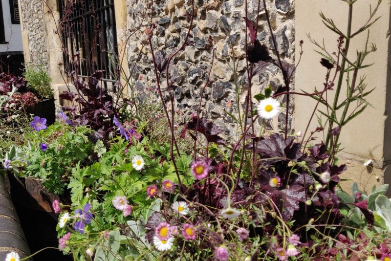 St Albans City Centre Pollinator Project