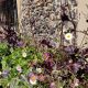 St Albans City Centre Pollinator Project