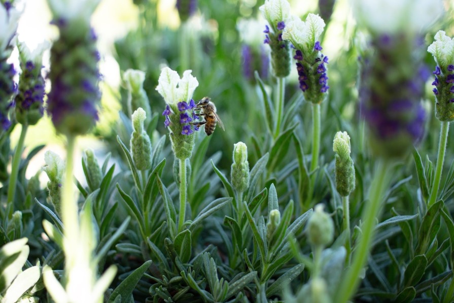 St Albans City Centre Pollinator Project
