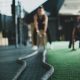 PureGym offer apology for Luton & Dunstable gym marketing faux pas