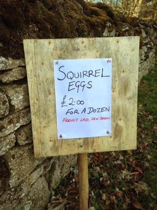 Isabelle Ringing is believed to have sold between 60 and 80 squirrel eggs she claimed to have found in a nest at the bottom of her garden - although the actual number may never be known.