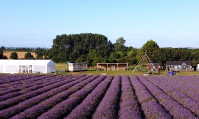 Hitchin Lavender fields