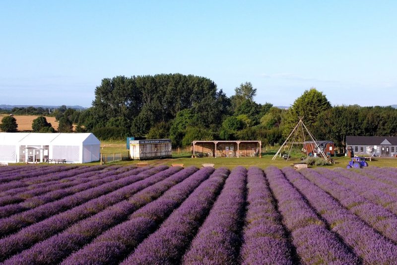 Hitchin Lavender fields