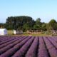 Hitchin Lavender fields