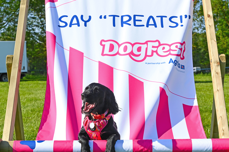 Small black terrier dressed as Toto for the lookalike contest at DogFest 2025